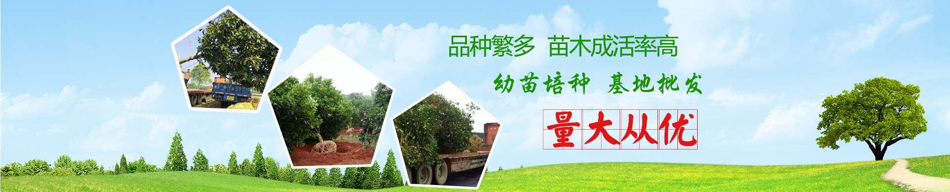 長(zhǎng)沙市亮宇園林綠化工程有限公司_長(zhǎng)沙園林養(yǎng)護(hù)|長(zhǎng)沙大樹移植|小型樹種及花草哪里的好